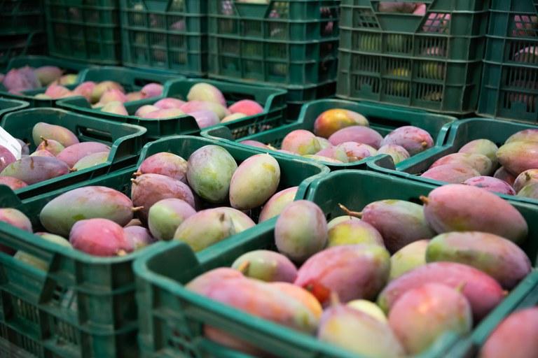 Brasil bate recorde com mais de US$ 1,21 bilhão em exportação de frutas em 2021