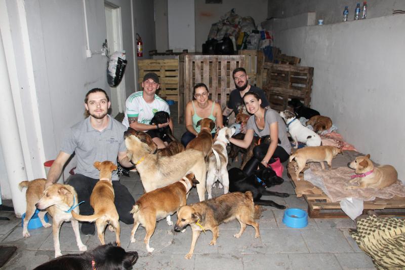 Lar temporário em Dois Irmãos abriga 50 cães resgatados das enchentes