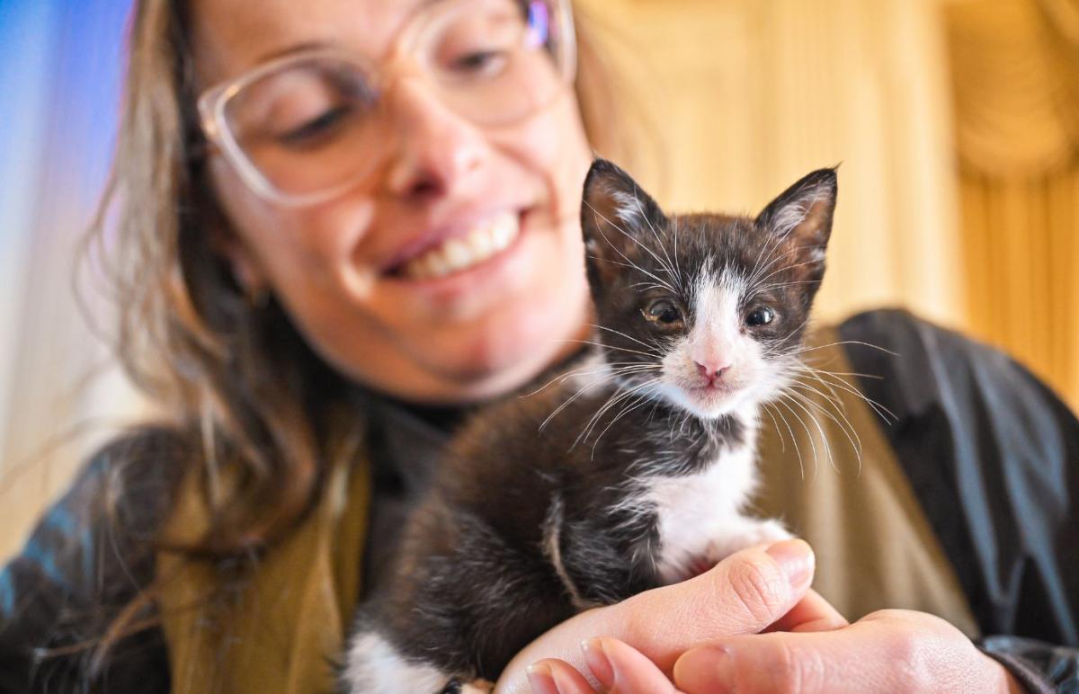 Gatinha de dois meses é um dos animais que ilustra campanha publicitária