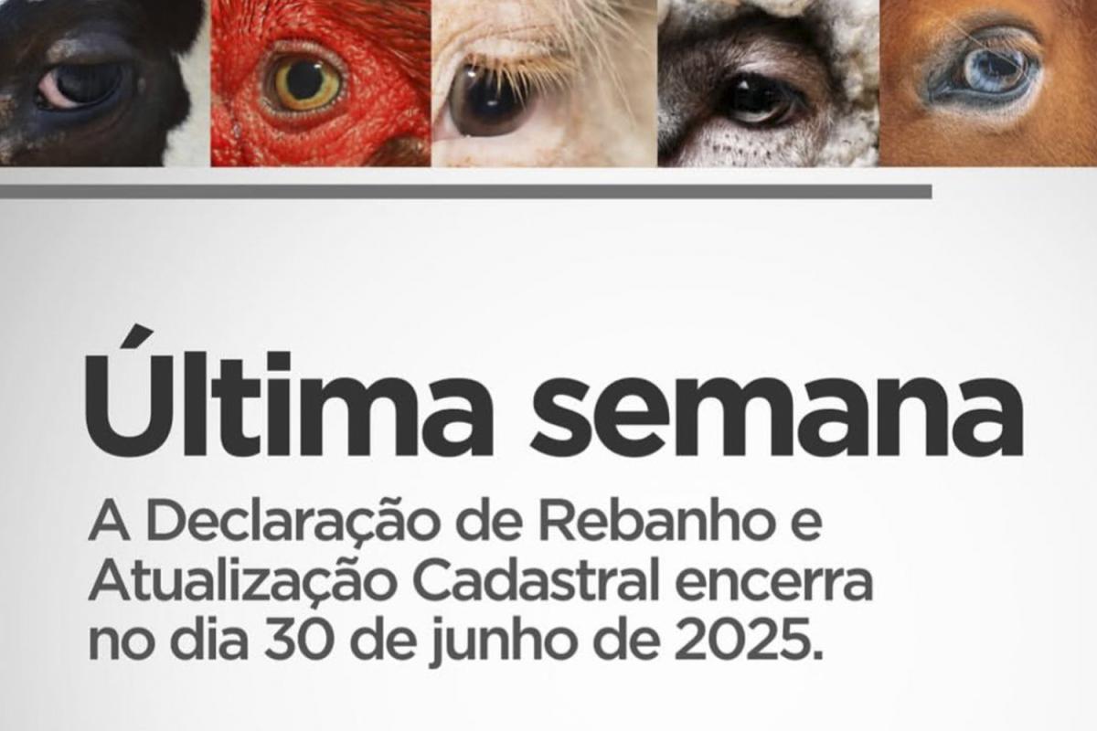 (Divulgação)