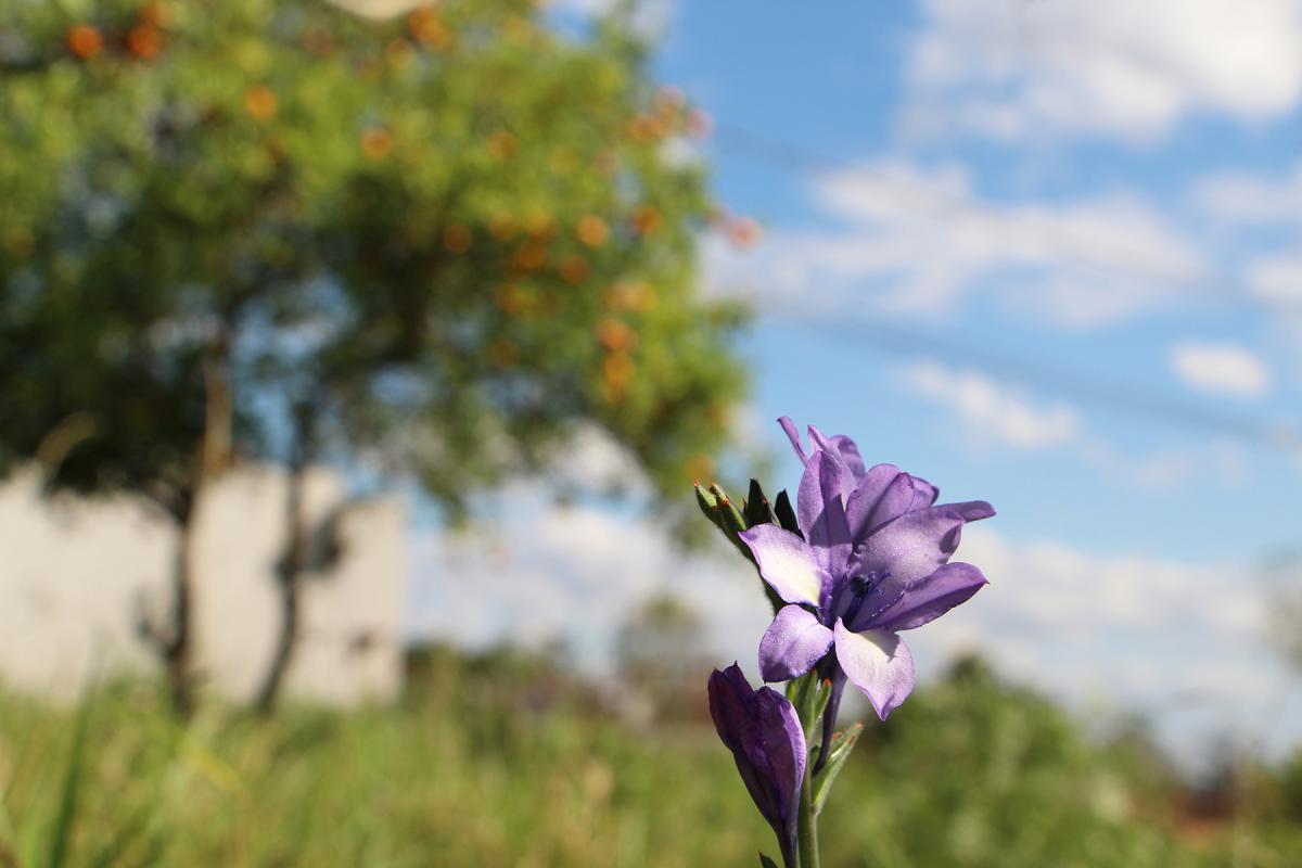Fonte: GZH / Foto: JDI