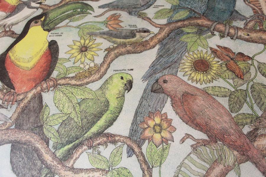 Arte sobre aves brasileiras está no acervo de Giovani