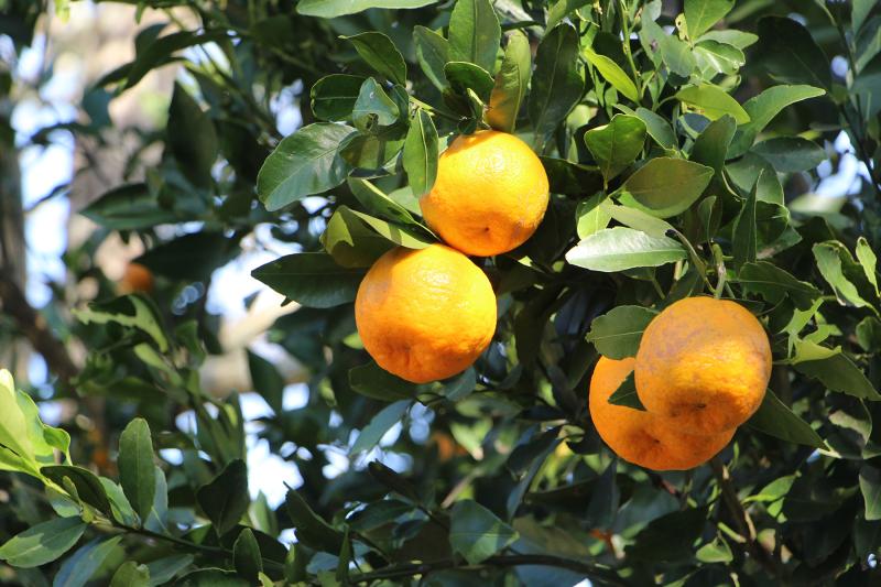 Bergamota, mexerica, tangerina, ponkan: são todas a mesma fruta?