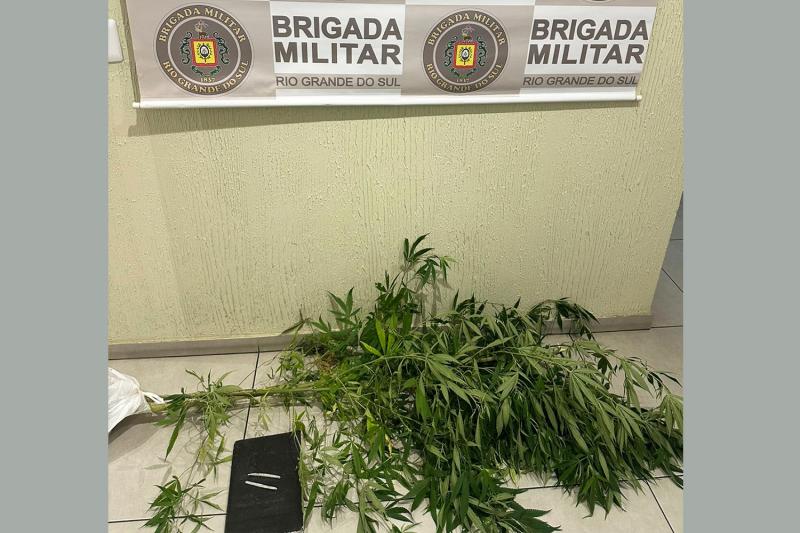 BM apreende pés de maconha durante atendimento a briga entre pai e filho