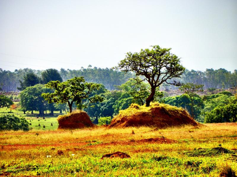 Fonte: Agência Brasil / Foto: Pixabay