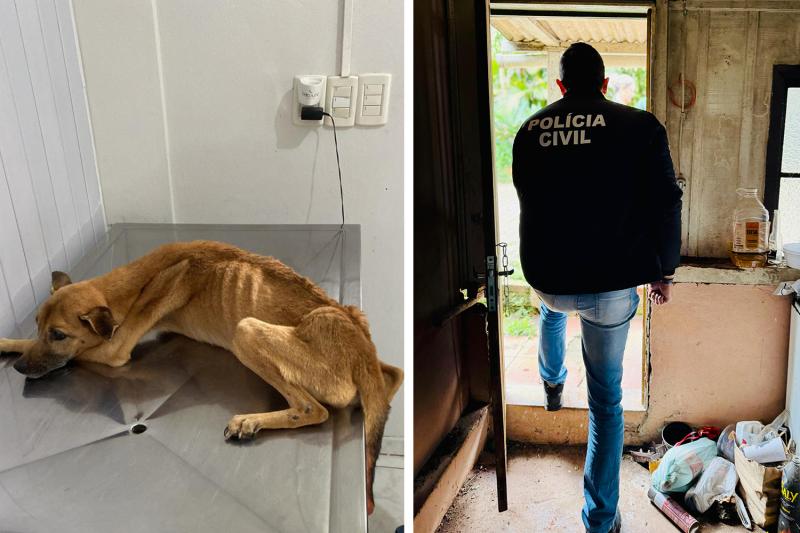 Cachorro é resgatado de casa no Primavera; polícia investiga denúncia de maus tratos