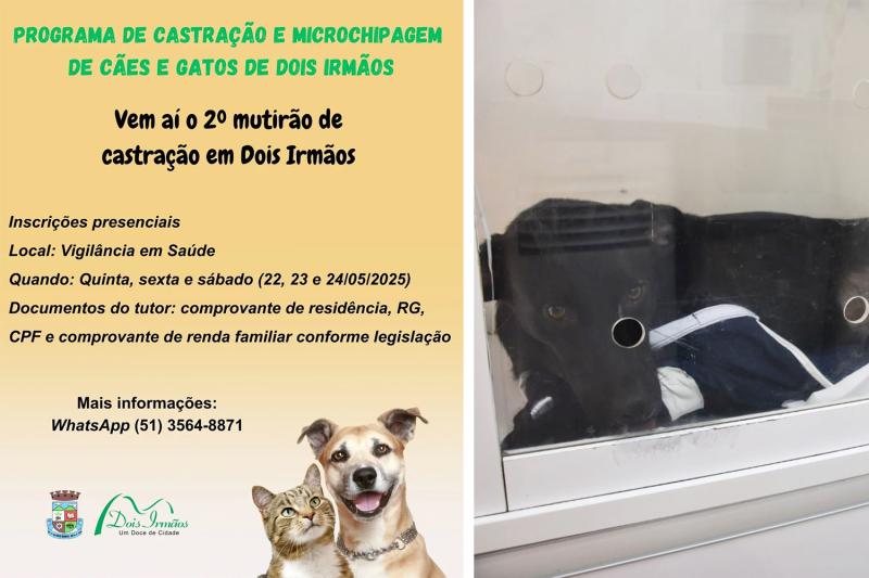 Cadastramento para mutirão de castração de cães e gatos é na próxima semana 