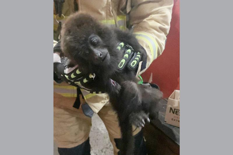 (Foto: Corpo de Bombeiros / Divulgação)