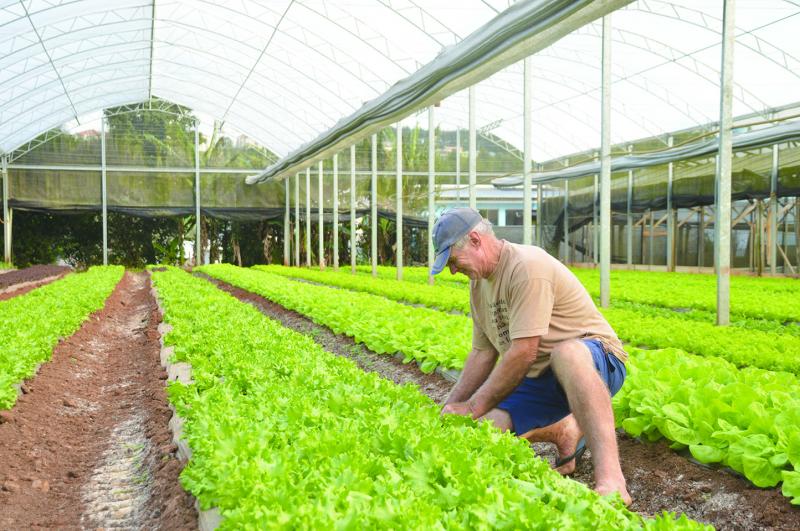 Na foto, o agricultor Marino Becker, 60 anos, das Verduras Becker.