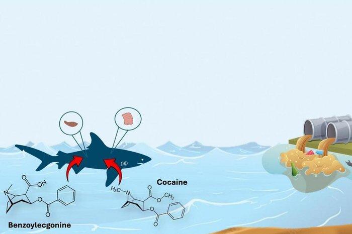 Fonte: Estadão Conteúdo / Imagem: Elsevier B.V. / Science Direct/Reprodução