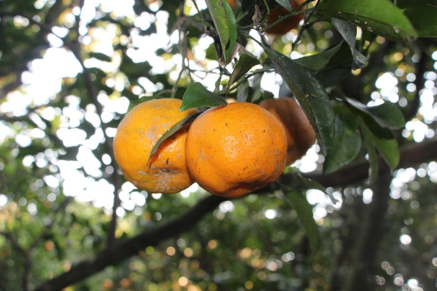 Frutas e verduras podem ser colhidas no local