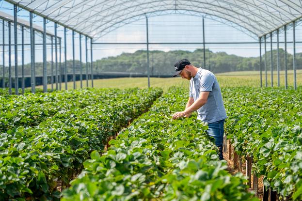 Granja Andreazza é associada da Sicredi Pioneira e utilizou recursos do Plano Safra