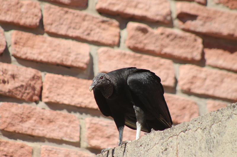 Guardião ou presença indesejada? Urubus chamam atenção no alto dos prédios (Foto: Octacílio Freitas Dias)