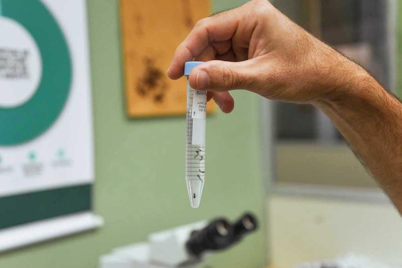 Novo Hamburgo está em alerta de surto para dengue e outras doenças causadas por Aedes aegypti