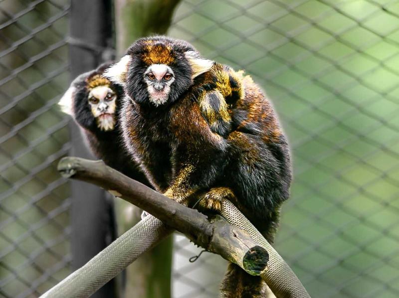 Parque Zoológico celebra nascimento de dois filhotes de sagui-da-serra-escuro