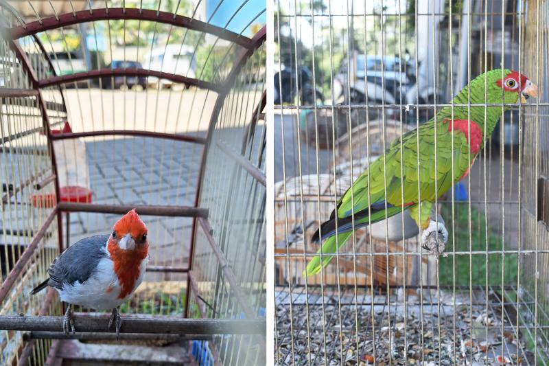 (Fotos: Divulgação / PMDI)