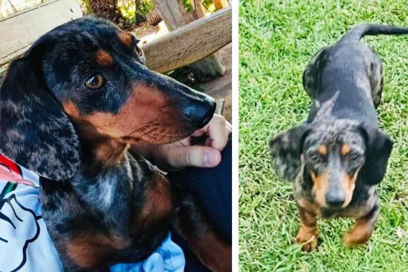 Polícia Civil busca informações sobre cachorrinha recolhida no bairro Travessão