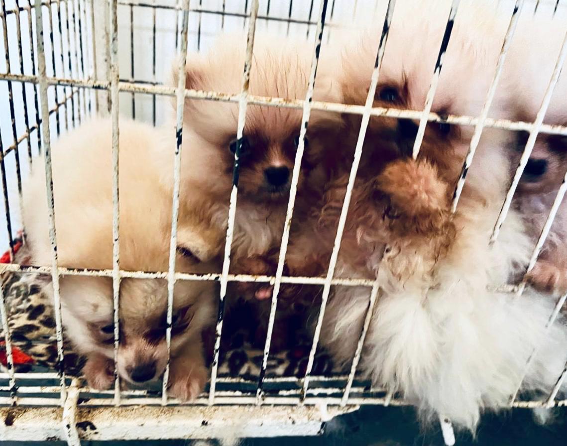 Polícia Civil conclui inquérito sobre maus-tratos em canil de Dois Irmãos