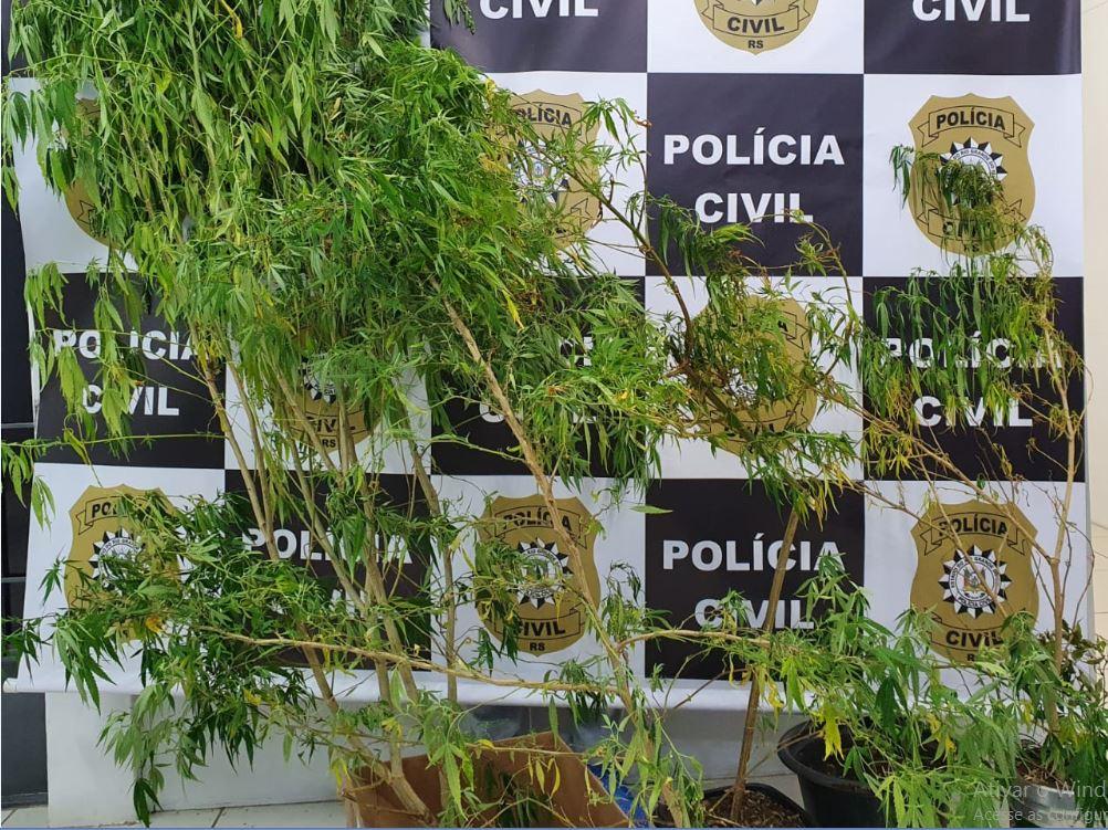 Sete pés de maconha, plantados próximo da residência do indivíduo, foram apreendidos pela polícia