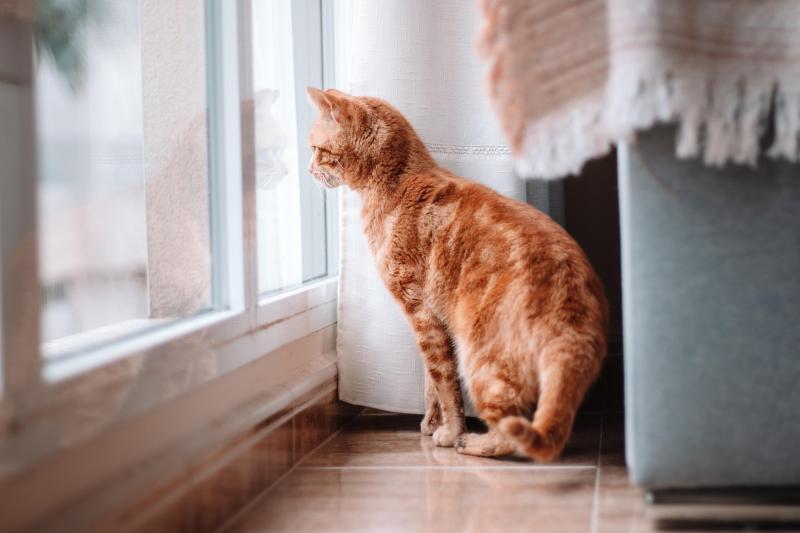 Por que os pets são parecidos com os seus tutores? Desvendamos o mistério!