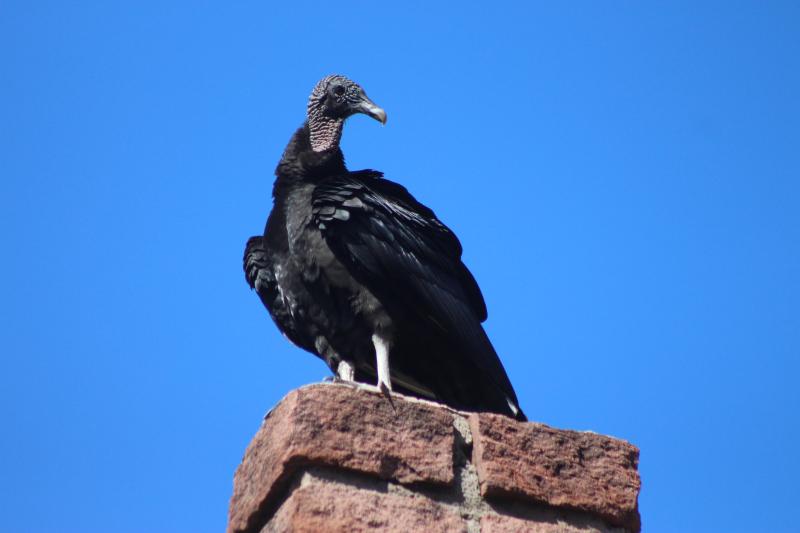 (Fotos: Octacílio Freitas Dias)