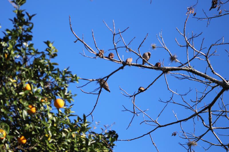 Sábado ainda terá amanhecer gelado, mas temperaturas voltam a subir